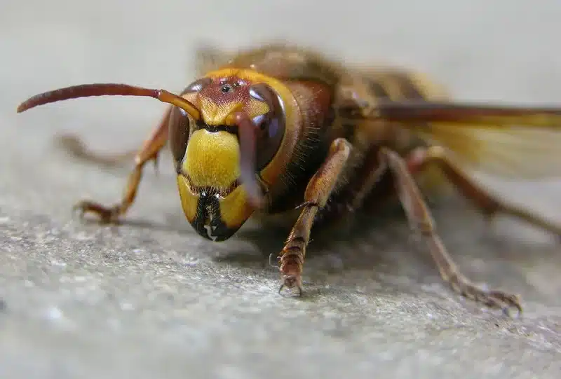 Close-up of a hornet