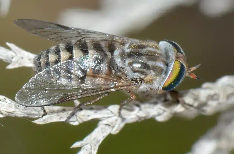 Close-up of a horse fly