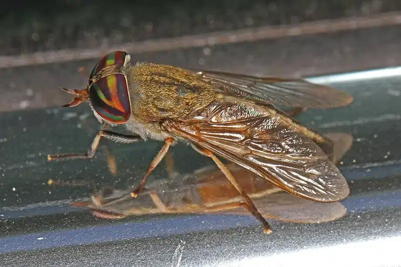 Horsefly on a reflective surface