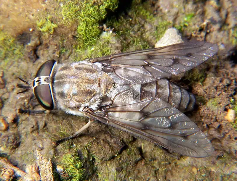 Close-up of a horse fly