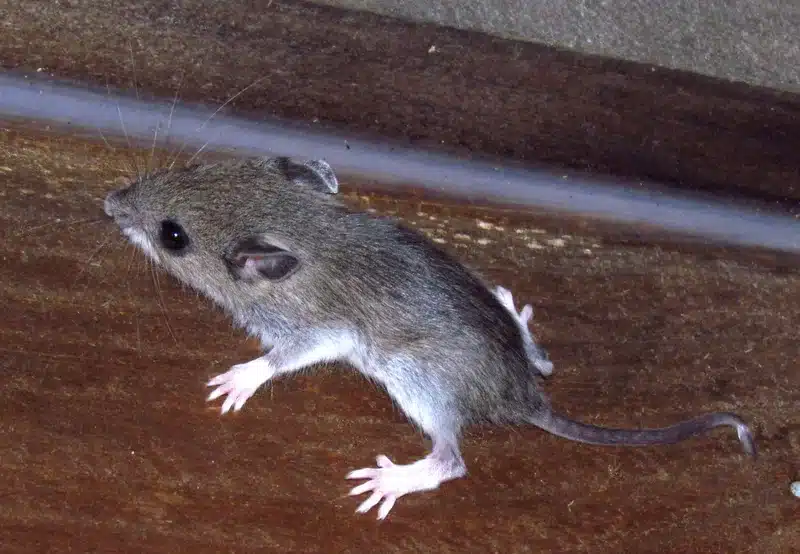 House mouse on wooden surface
