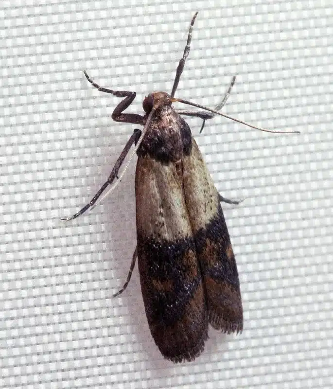 Indian meal moth on a wall