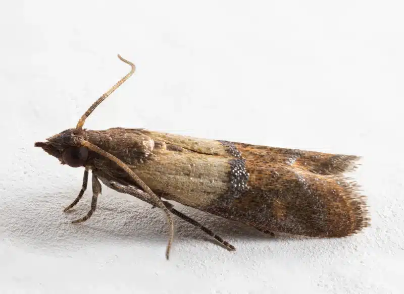 Indian meal moth on a white surface