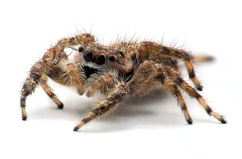 Close-up of a jumping spider