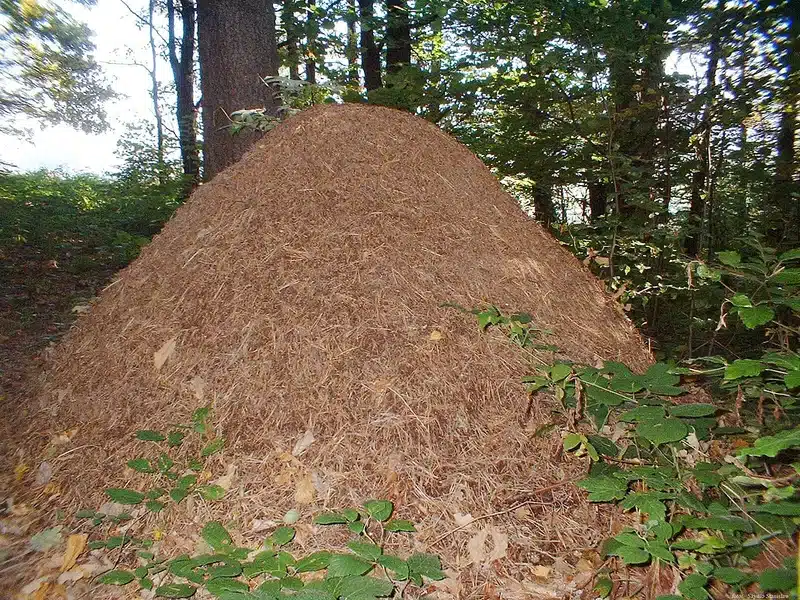 Large ant hill surrounded by greenery