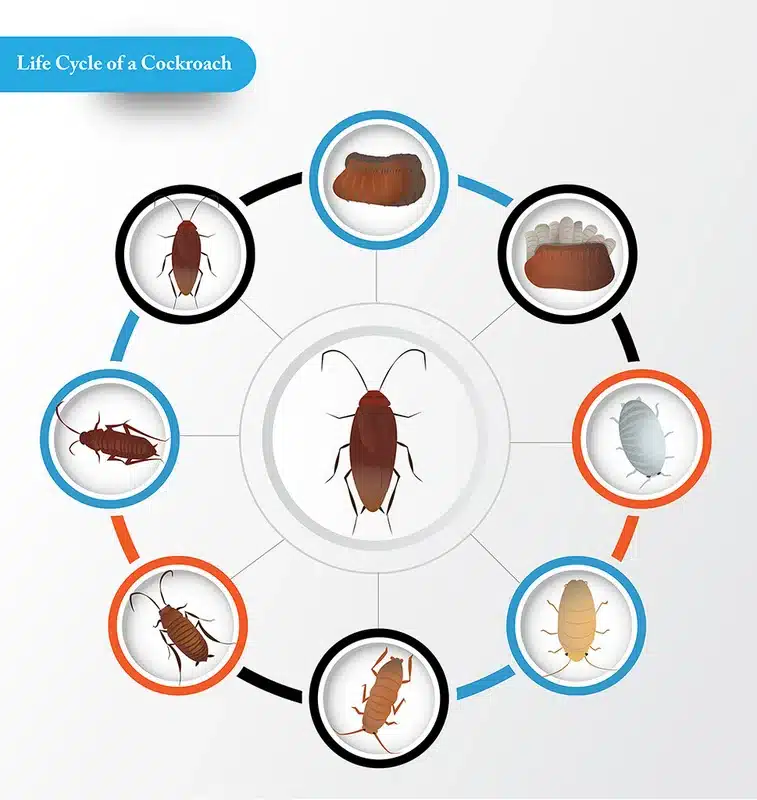 Illustration of cockroach life cycle