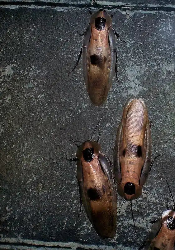 Four Madagascar hissing cockroaches on surface
