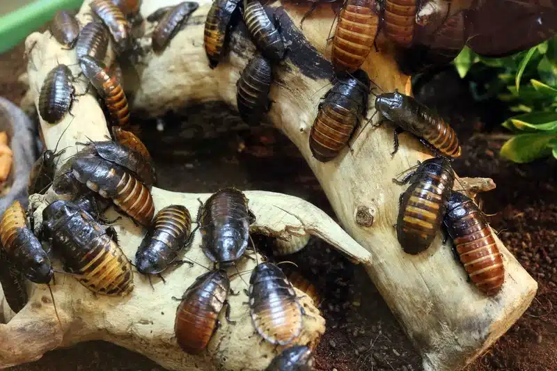 Madagascar hissing cockroaches on wood