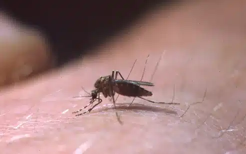 Mosquito feeding on human skin