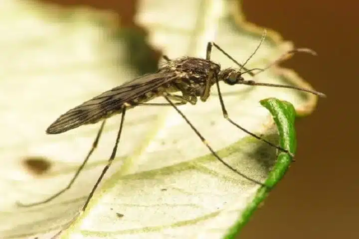 Mosquito perched on a leaf