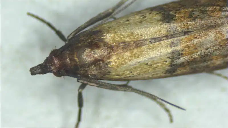 Close-up of a moth