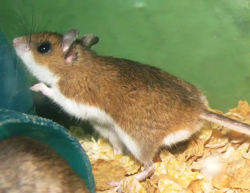 Mouse exploring its environment