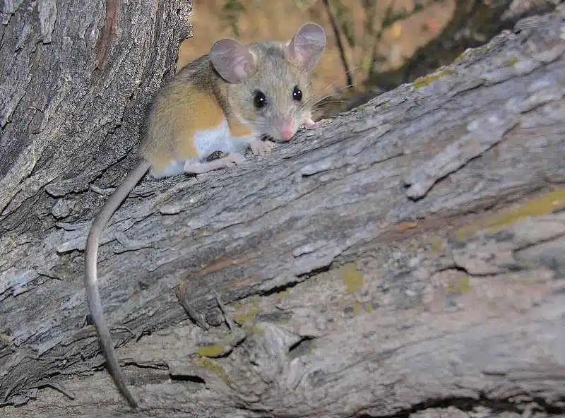 Mouse on tree bark