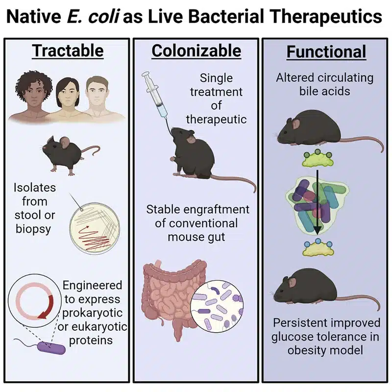 Diagram of E. coli therapeutic applications