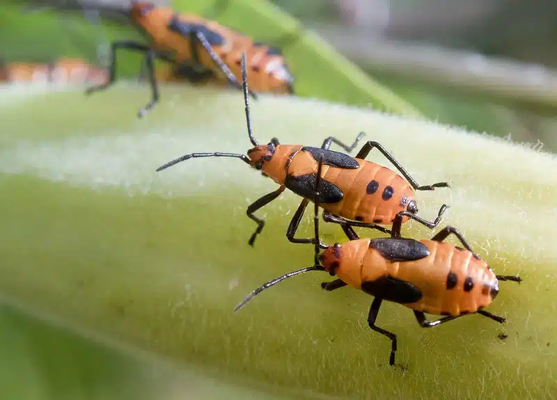 Orange and black insects on a leaf