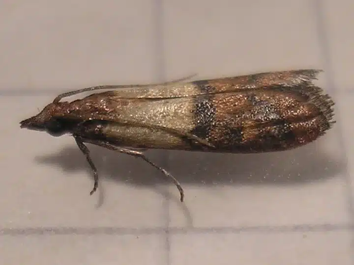 Close-up of a pantry moth