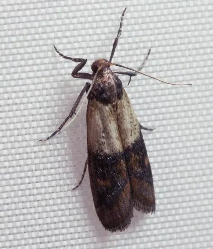 Pantry moth on textured surface