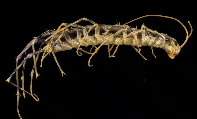 Centipede displayed in high detail