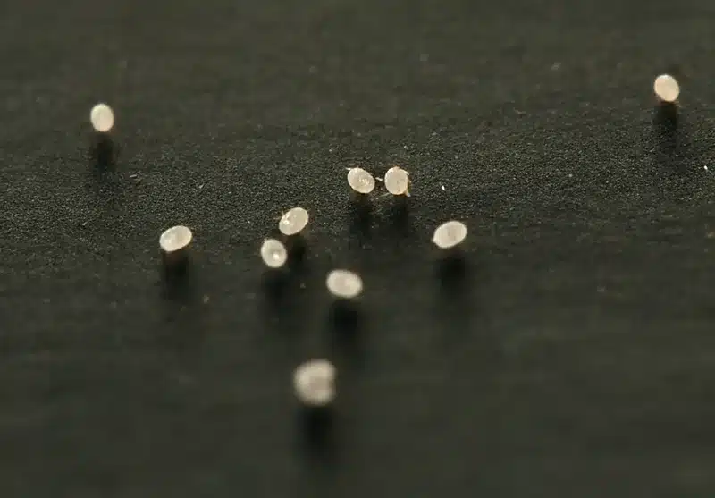 Pest eggs on black surface
