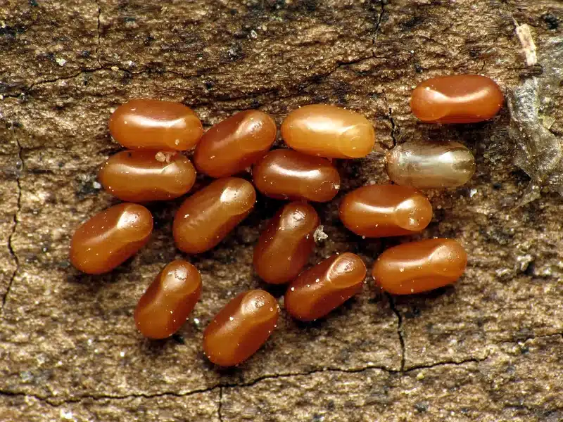 Pest eggs on a wooden surface