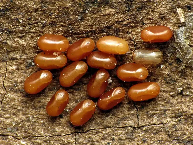 Eggs on a wooden surface