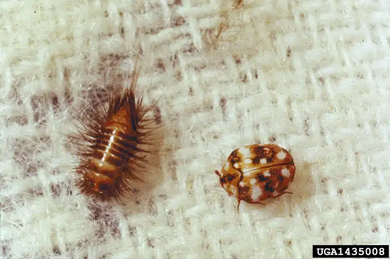 Pest larvae and beetle on fabric