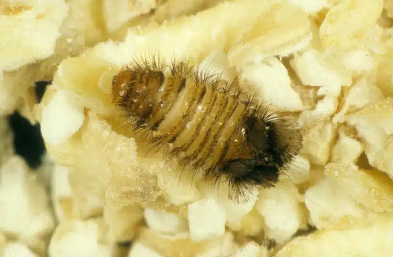 Larvae on oatmeal in close-up.