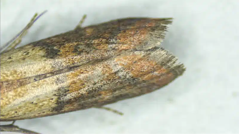 Close-up of a moth's wing