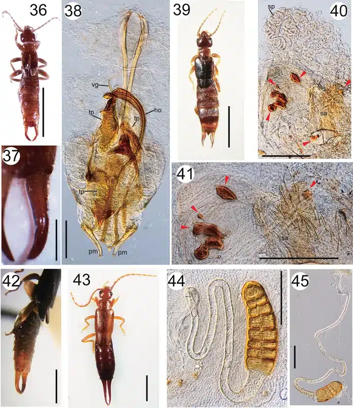 Microscopic images of various pests