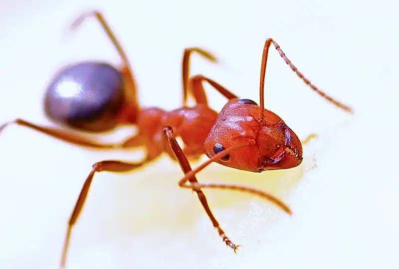 Close-up of a red ant