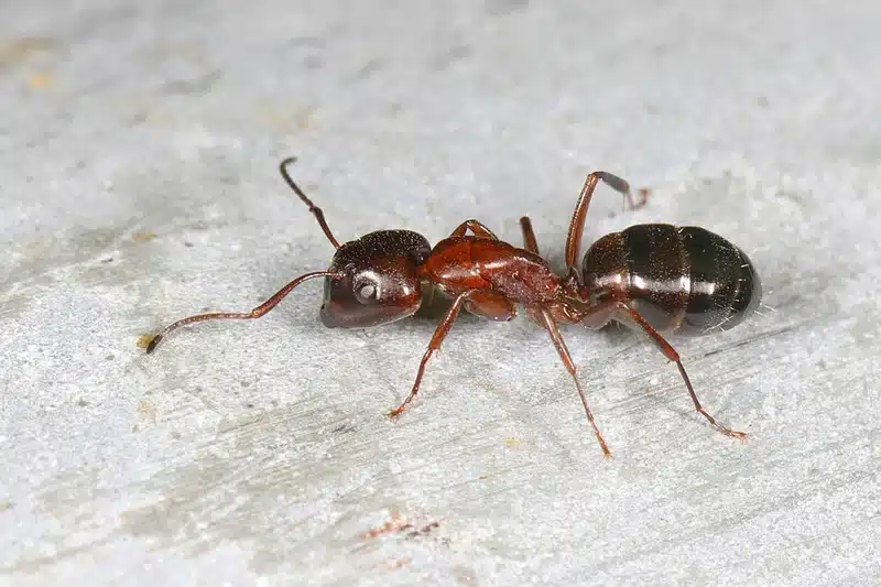 Close-up of a red ant