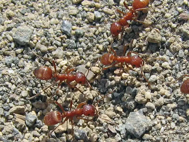 Red ants crawling on dirt