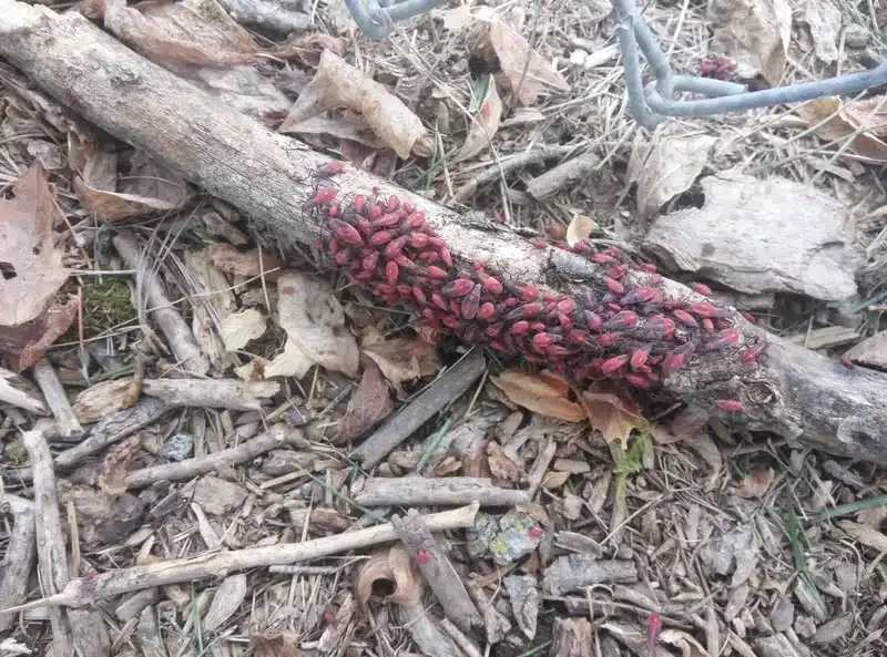 Cluster of red aphids on a branch