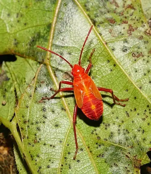 Bright red insect on a leaf