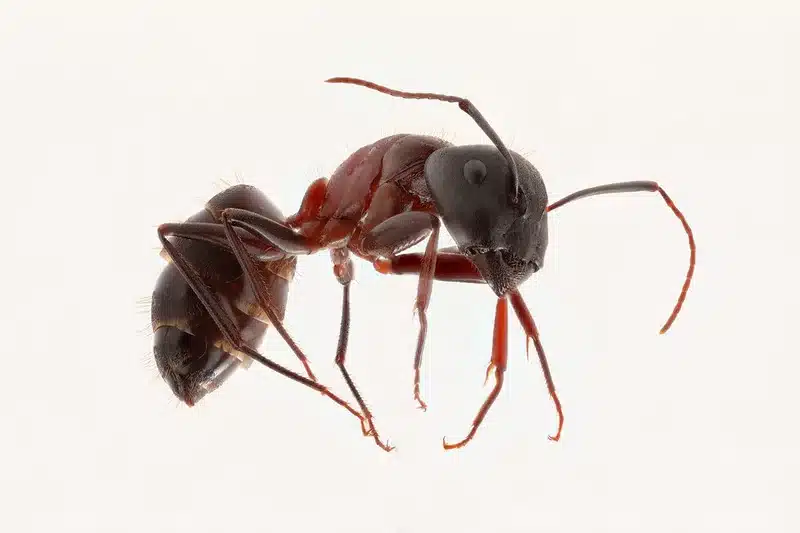 Close-up of a red imported fire ant