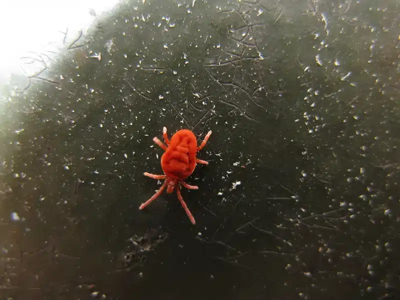 Red mite on textured surface