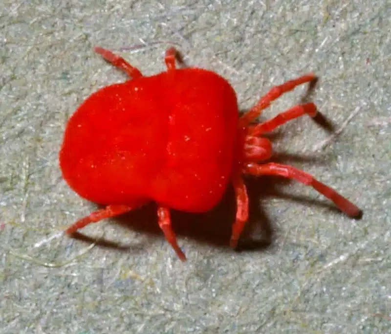 Close-up of a red velvet mite
