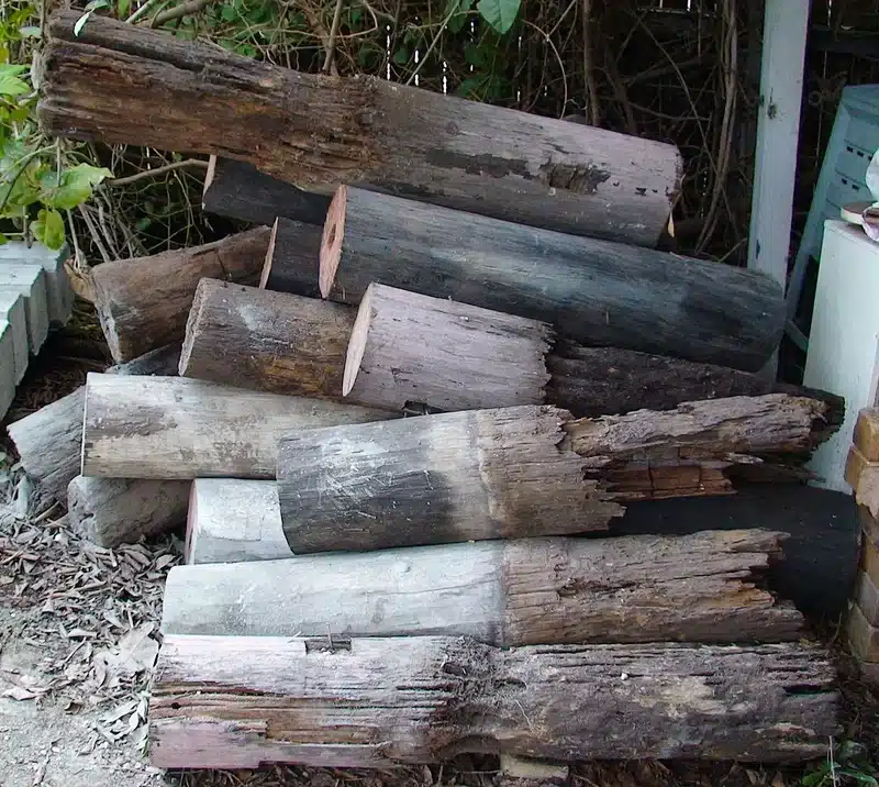 Piled logs showing signs of decay