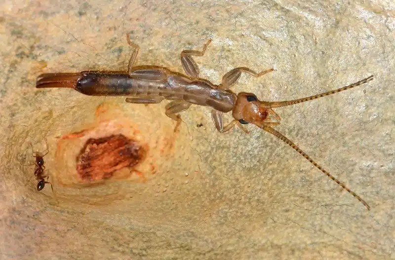 Scorpion fly on a textured surface