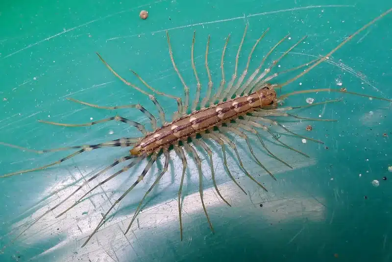 Scutigera on a green surface