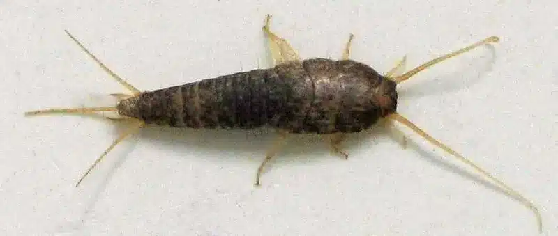 Silverfish insect on white surface