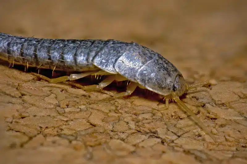 Silverfish insect on a surface