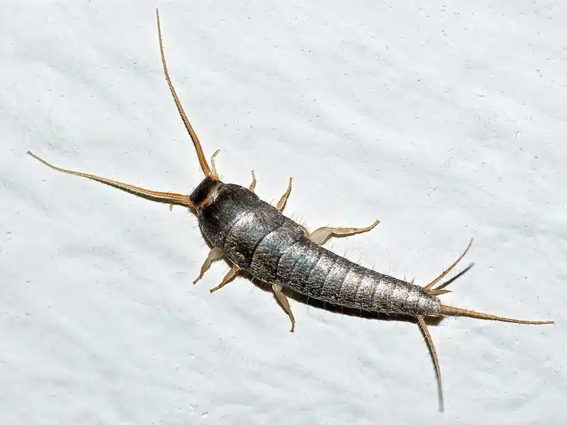 Silverfish insect on a wall