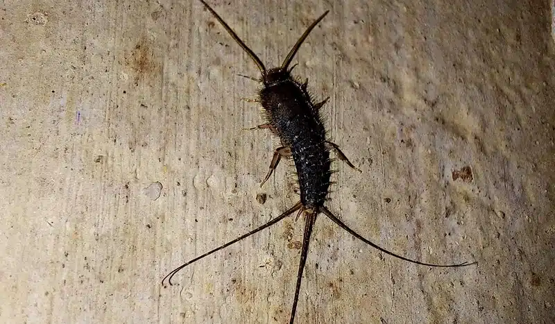 Silverfish crawling on a surface