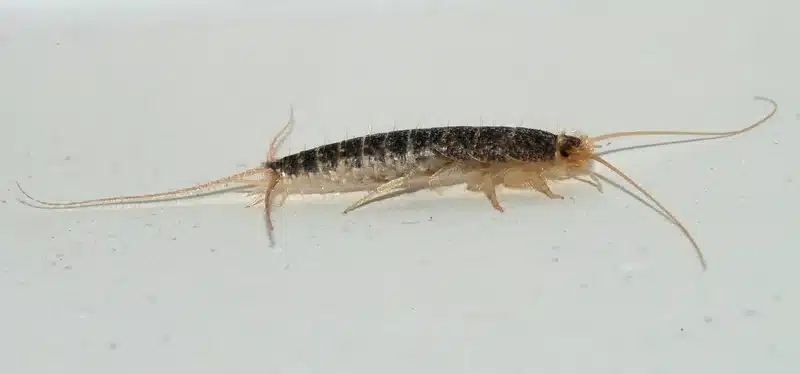 A silverfish insect on a white surface.