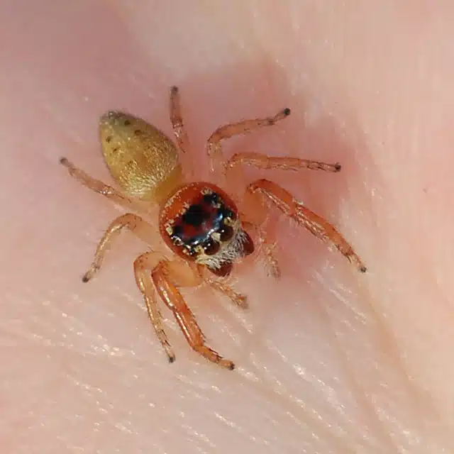 Small jumping spider on skin