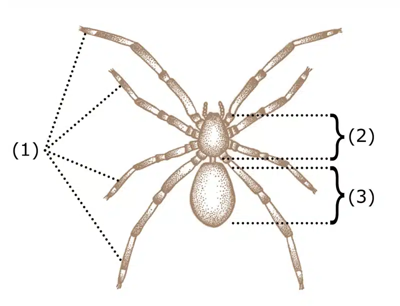 Diagram of a spider's anatomy