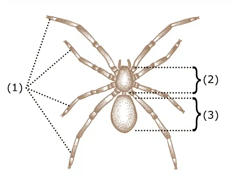 Diagram of a spider anatomy