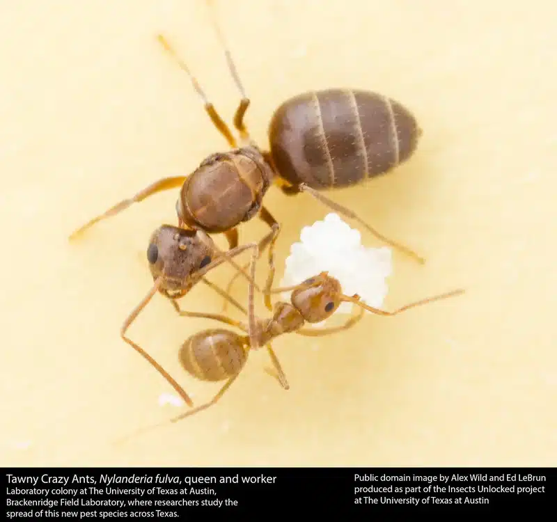 Tawny Crazy Ants, queen and worker