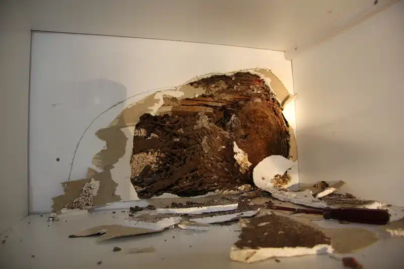 Damage caused by termites in wood